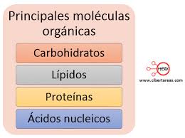 Biomoléculas orgánicas – Biología 1 | CiberTareas