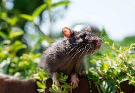 plants that keep rats away from your