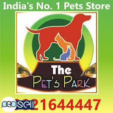 Labrador retrievers are an adorable and popular dog breed that can make a great addition to your household. Dog Puppies Amp Persian Kitten The Pets Park 9021644447 Lucknow Free Classifieds