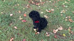 toy and miniature poodle puppies