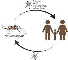 Serviços de limpeza reforçam ações de combate ao mosquito da dengue. Why Do Aedes Mosquitoes Catch And Transmit Dengue Virus Cnrs