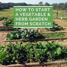 vegetable and herb garden from scratch