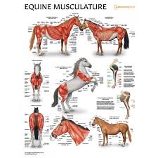 Equine Musculature Anatomy Laminated Chart Poster