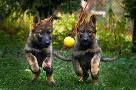 If this is out of your price range or you would prefer to adopt, you can always take a look at your local. Do German Shepherd Puppies Change Colors German Shepherd Country