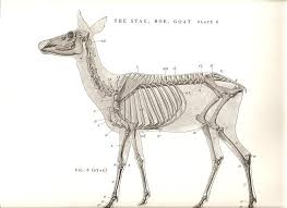 From An Atlas Of Animal Anatomy For Artists By W
