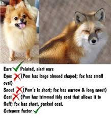 Pomeranian And Fox Comparison And Differences