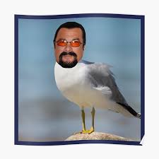 Seagull Meme Posters for Sale | Redbubble