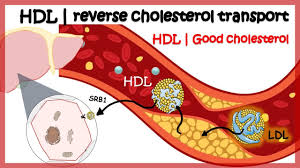 Lipoproteins are complex particles composed of multiple proteins which transport all fat molecules (lipids). Hdl Reverse Cholesterol Transport Youtube
