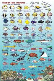 Tropical Reef Fish Guide Google Search Fish Chart Maui
