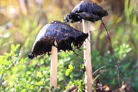 black mushrooms growing in my yard