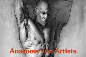An outline, especially one representing or bounding the shape or form of something. Anatomy Of The Human Body For Artists Course Proko Proko