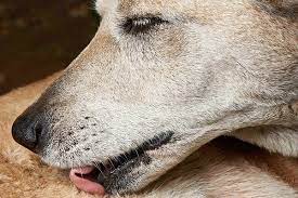 inal hyperplasia in dogs symptoms