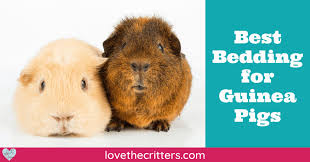 best bedding for guinea pigs love the