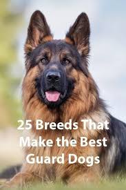 35 best guard dog breeds to protect