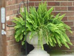 Boston Fern Outdoor Care Tips For