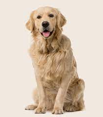 golden retriever dog breed information