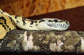 snake carpet python wild