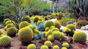 desert botanical garden phoenix