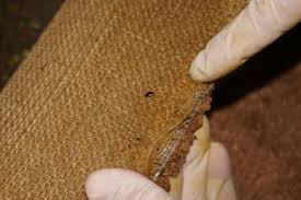 how to get rid of bed bugs in carpet