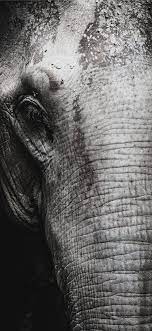 Best Elephant nature park iPhone X HD ...