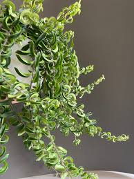 aeschynanthus radicans twister plant