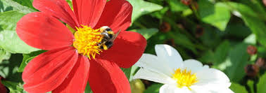 What could be more charming than sitting in your garden, watching the bees dance from flower to flower? Blooms For Bees Is Dahlia Mignon Good At Attracting Pollinators Www Gardenorganic Org Uk