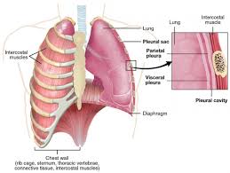 Anatomy of the chest and the lungs: Chest Wall Tumors The Patient Guide To Heart Lung And Esophageal Surgery