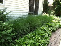 Image result for grass ideas landscaping