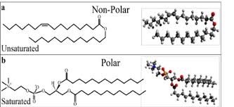 non polar and polar lipid structures