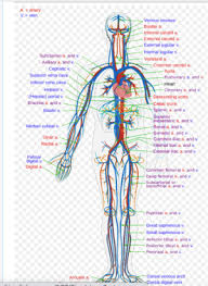 vital organs physiopedia