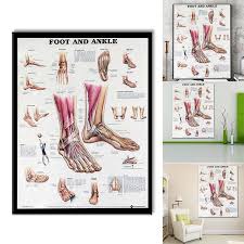 Us 1 99 36 Off Anatomy Of Foot And Ankle Poster Anatomical Chart Human Body Educational For Human Anatomy Posters In Medical Science From Office