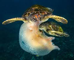 Sea Turtles eating a Jellyfish | Acuario marinos, Animales marinos, Animales acuáticos