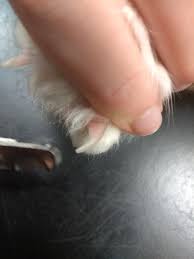 pets vets my dog s nails need