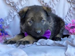 From buying and selling to job listings and services, craigslist is an online community to which you can also post free classified ads. German Shepherd Husky Mix Puppies For Sale Craigslist
