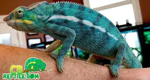 panther chameleons baby