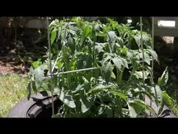 Do not compost diseased plants or leaves. How To Bring Back Tomatoes From Dry Hot Weather Dry Leaves On Tomato Plants Garden Space Youtube