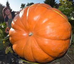 The Secret To Growing The Worlds Largest Pumpkin Science