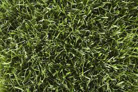 The difference between kentucky bluegrass vs tall. Learn About Grass Types Including St Augustine Zoysia And More