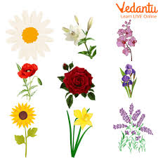 flower names learn with exles for kids