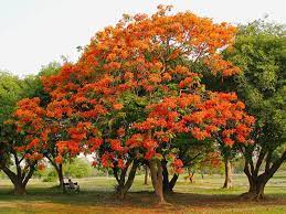 List Of Flowering Trees In India 1 Is