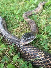 world snake day celebrating memaw and