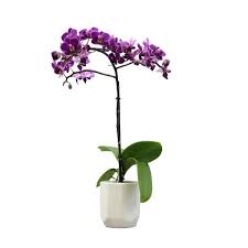Altman Plants 3 5 In Purple Orchid