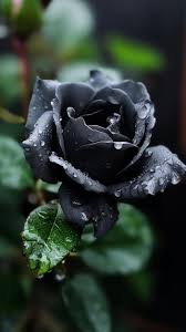 premium ai image black roses are the