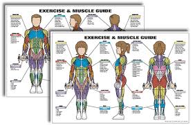 Exercise And Muscle Guide Fitness Chart Kit