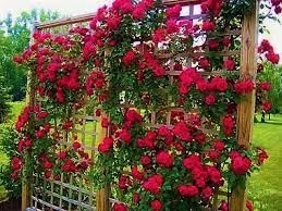 Ideal para quem quer ter em seu jardim exuberantes e diversas rosas trepadeiras. Rosa Trepadeira Cor Vermelha Em Cachos Jardim Exotico O Maior Portal De Mudas Do Brasil