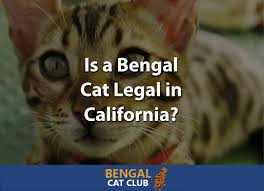 They love to play, are constantly moving around and love to be busy. Is A Bengal Cat Legal In California Bengal Cat Club