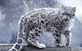 digital snow leopard wallpapers