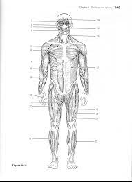 102 anatomy physiology coloring workbook 20. Https Www Murrieta K12 Ca Us Cms Lib5 Ca01000508 Centricity Domain 1775 Muscle Anatomy Coloring Workbook Pages 97 111 Pdf