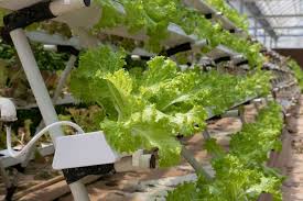 start hydroponic farming in australia