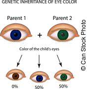 Baby Eye Color Predictor Chart Template